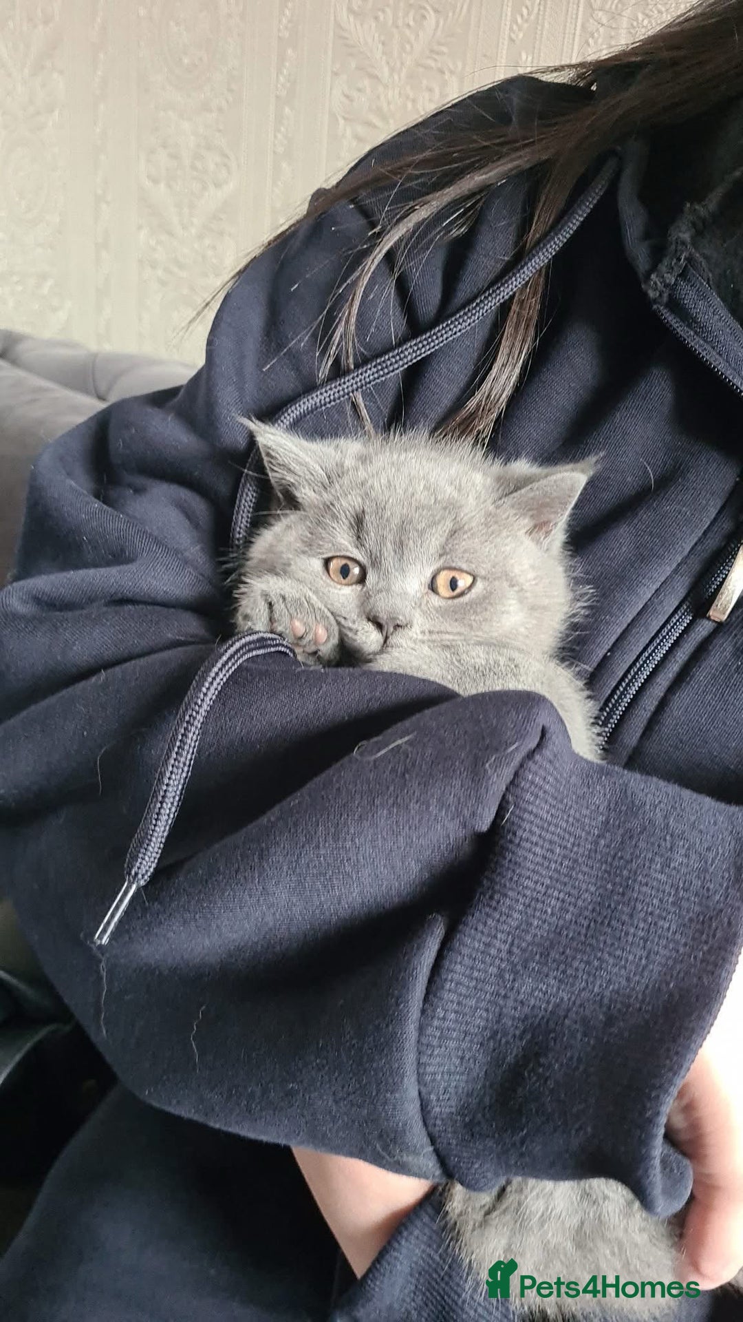 British Shorthair cats for sale: BSH GCCf kittens 1 male 1 female - Image 1