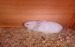 New Zealand rabbits for sale: New Zealand white cross lionhead  in Peterborough - Image 1