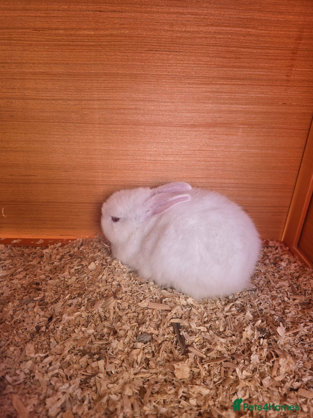 New Zealand rabbits for sale: New Zealand white cross lionhead  in Peterborough - Image 1