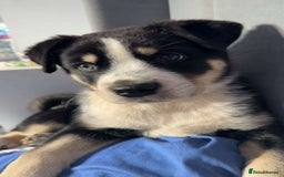 Mixed Breed dogs for sale: Zeus the Akita cross Labrador retriever  - Image 2