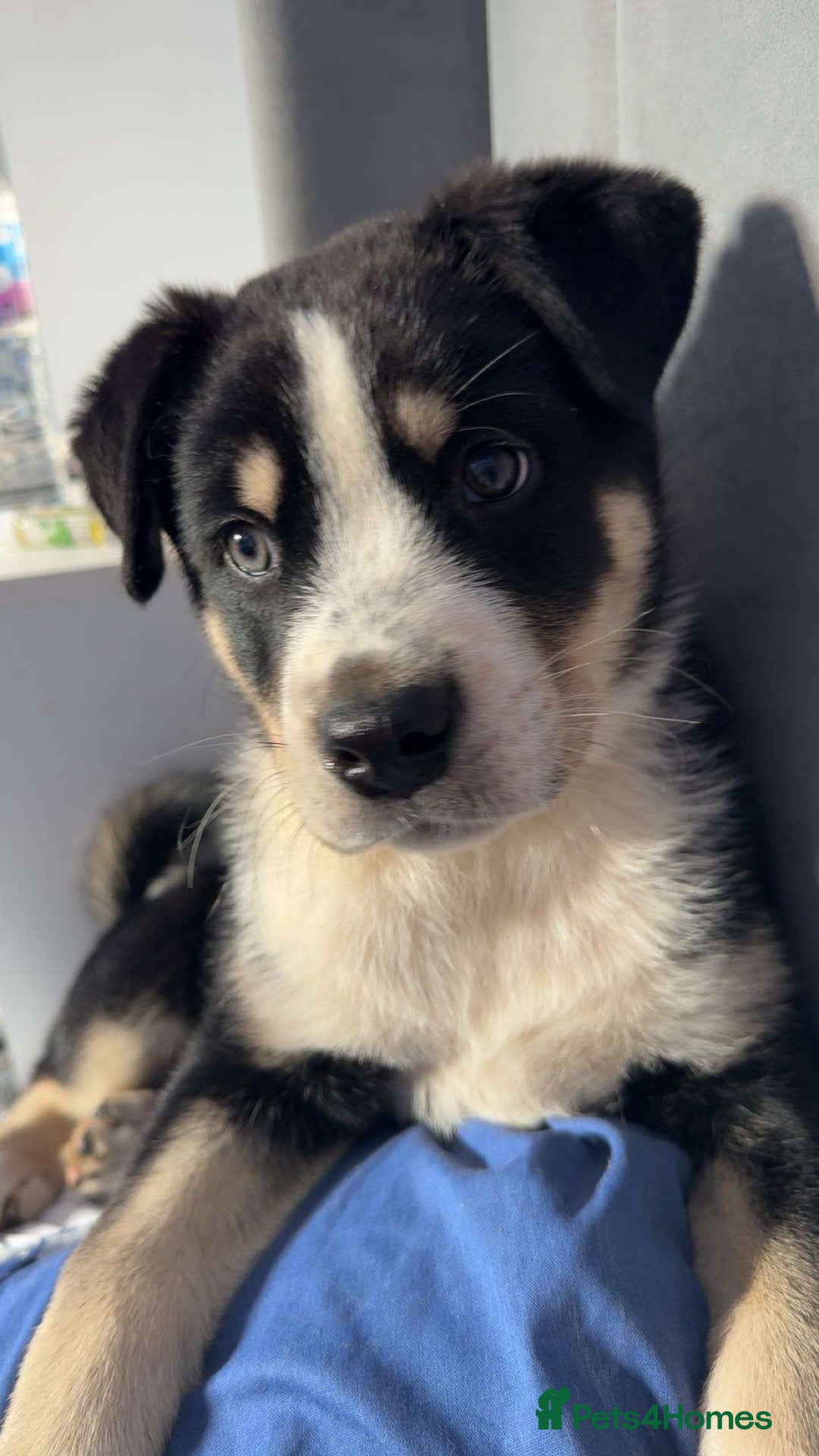 Mixed Breed dogs for sale: Zeus the Akita cross Labrador retriever  - Image 2