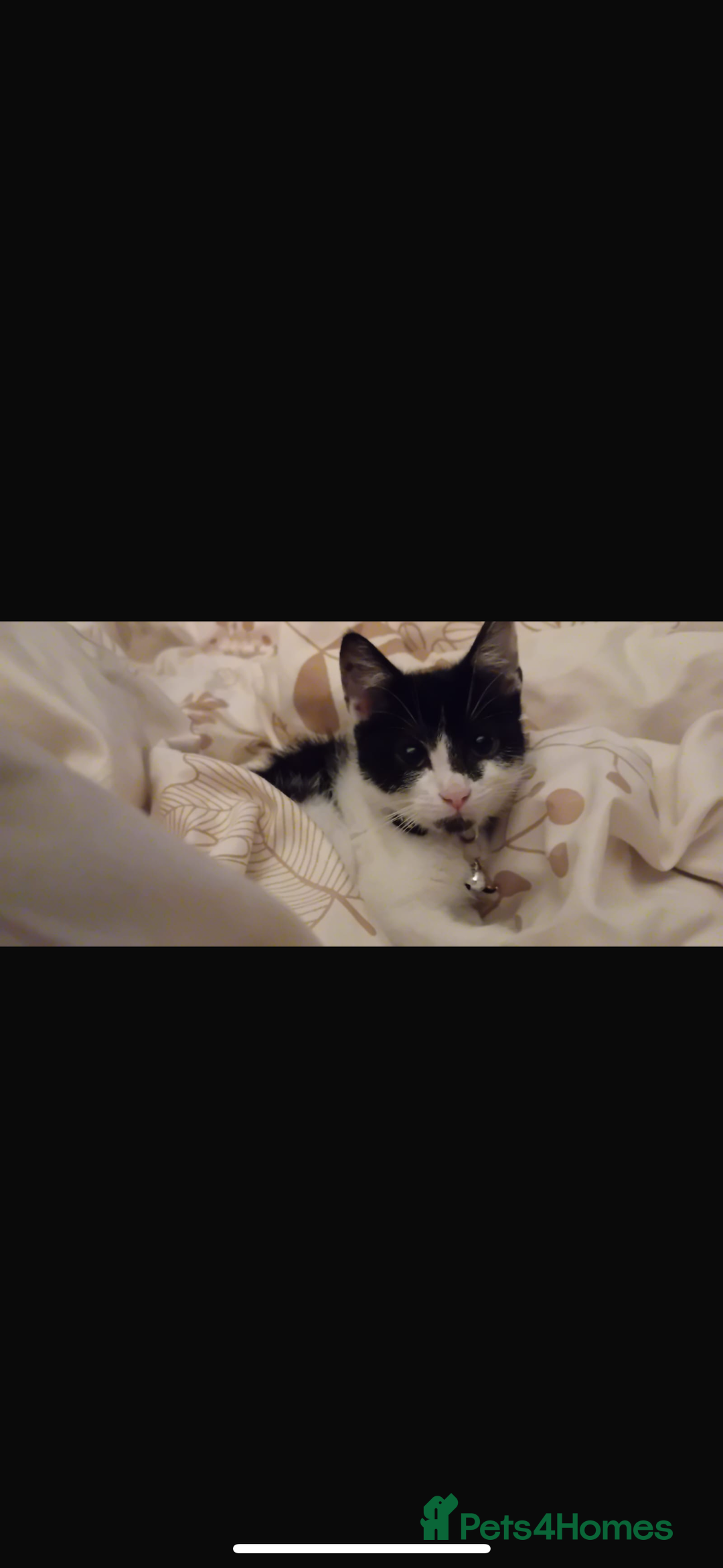 British Shorthair cats for sale: 2 Male kittens available  - Image 10