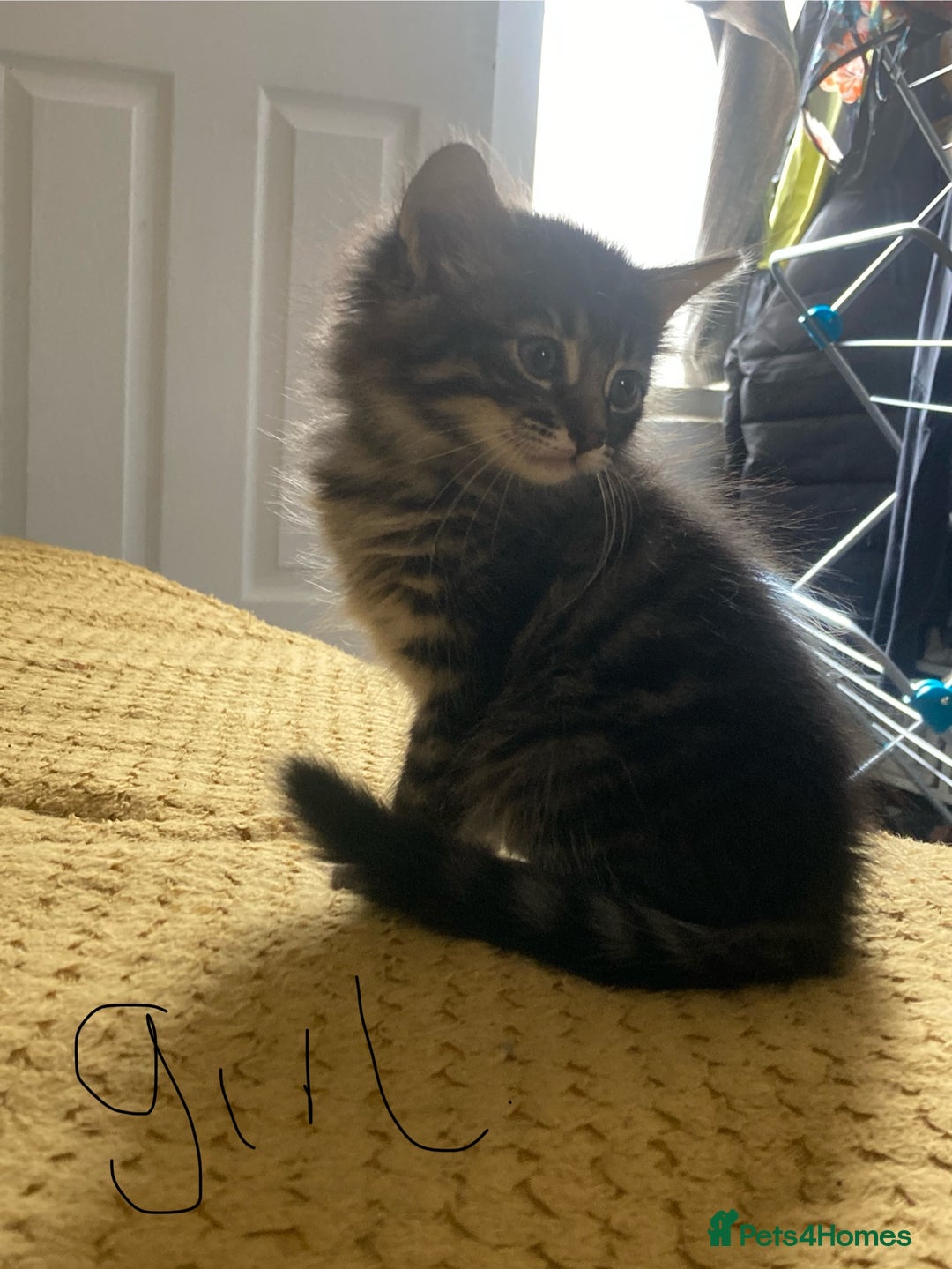Mixed Breed cats for sale: Tabby and grey kittens  - Image 13