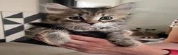 Mixed Breed cats for sale: Tabby long haired pretty kitten in Gloucester - Advert 3