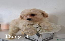 Maltipoo dogs for sale: Adorable Maltipoo Pups - Image 16