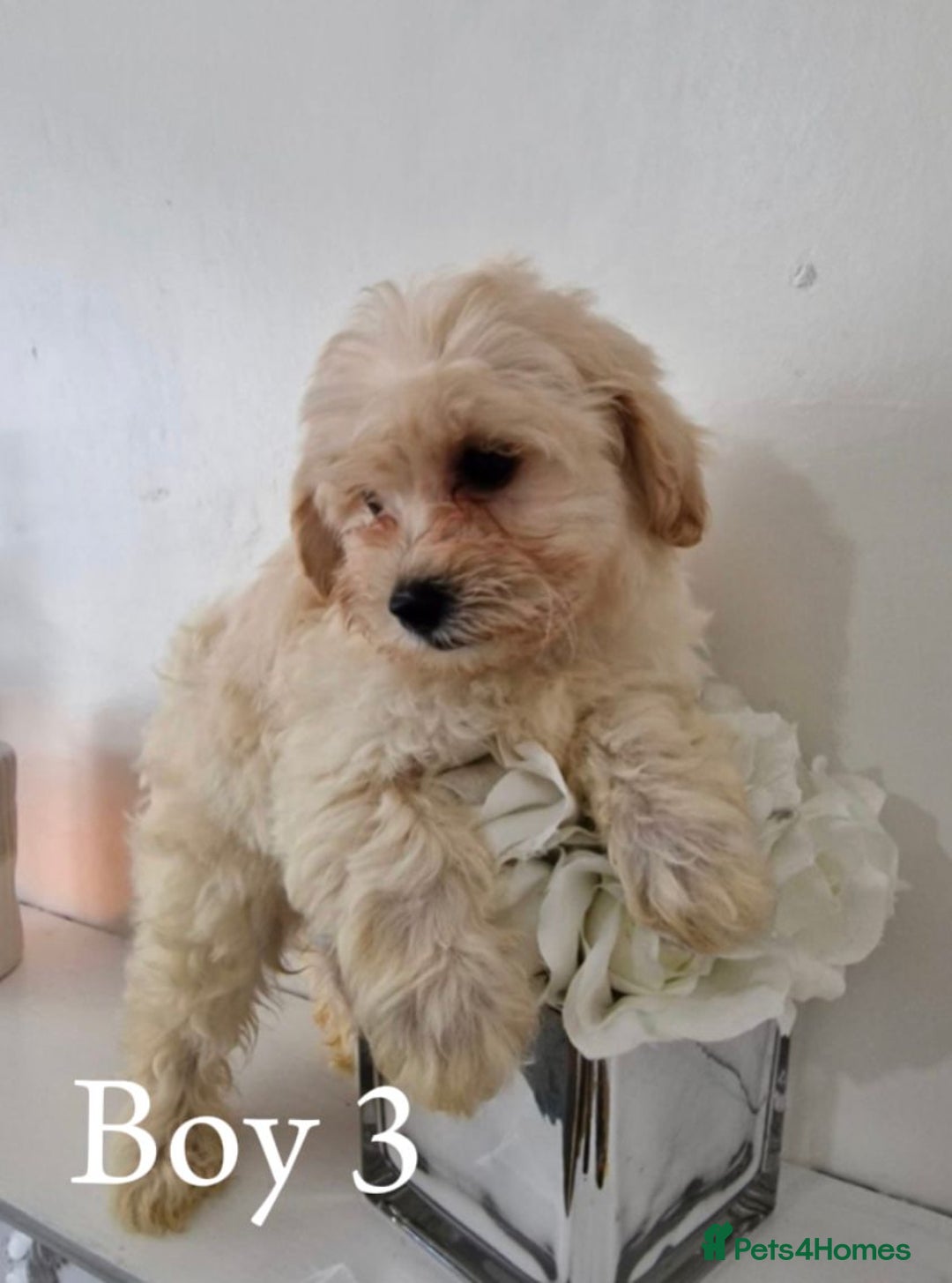 Maltipoo dogs for sale: Adorable Maltipoo Pups - Image 16