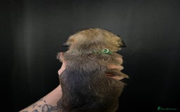 Mixed Breed dogs for sale: Jug x pomeranian - Image 4