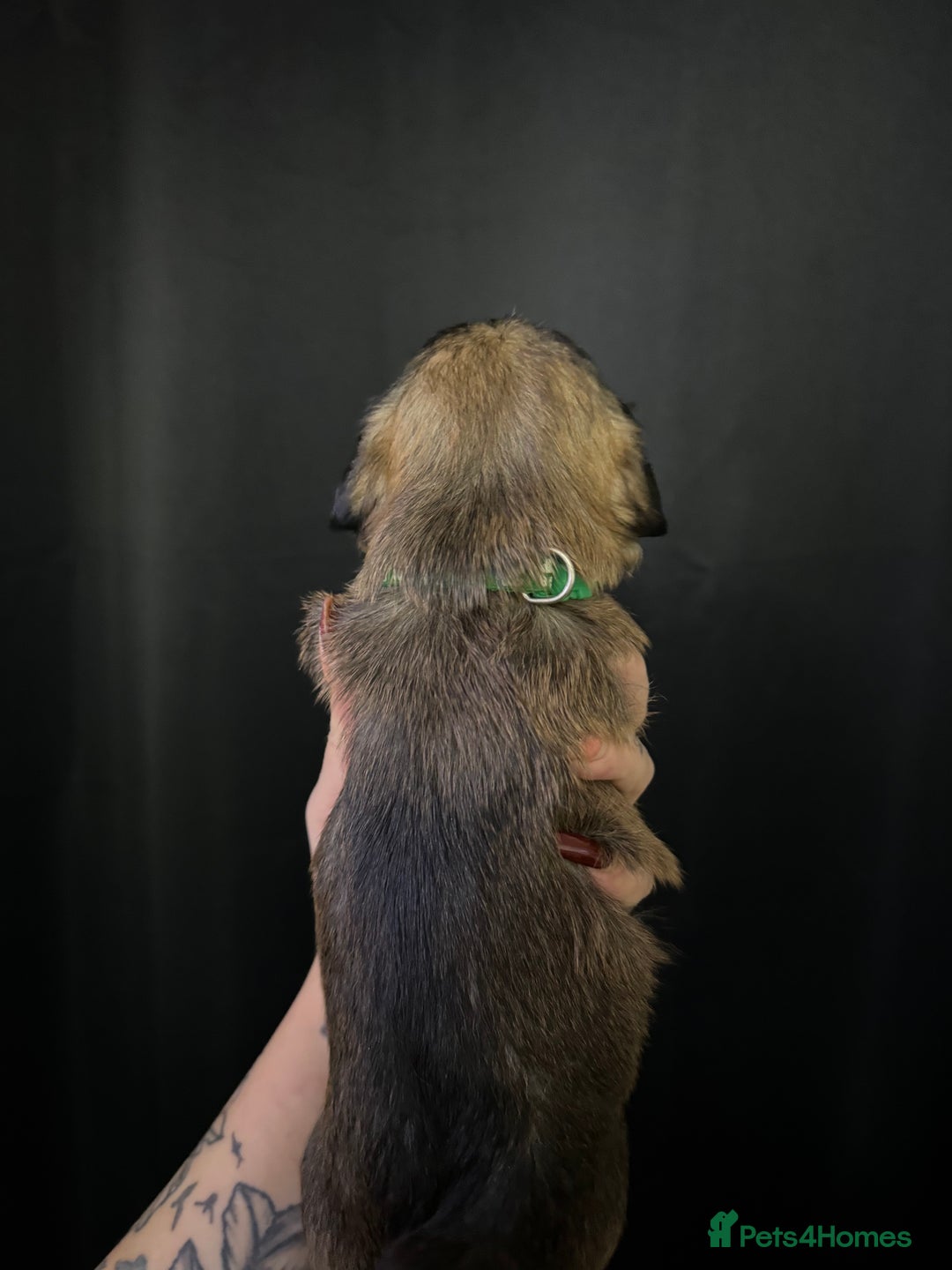 Mixed Breed dogs for sale: Jug x pomeranian - Image 4