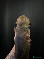 Mixed Breed dogs - Advert 13