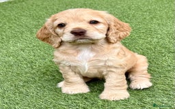 Cocker Spaniel dogs for sale: Beautiful Cocker Spaniel Pups - Image 19