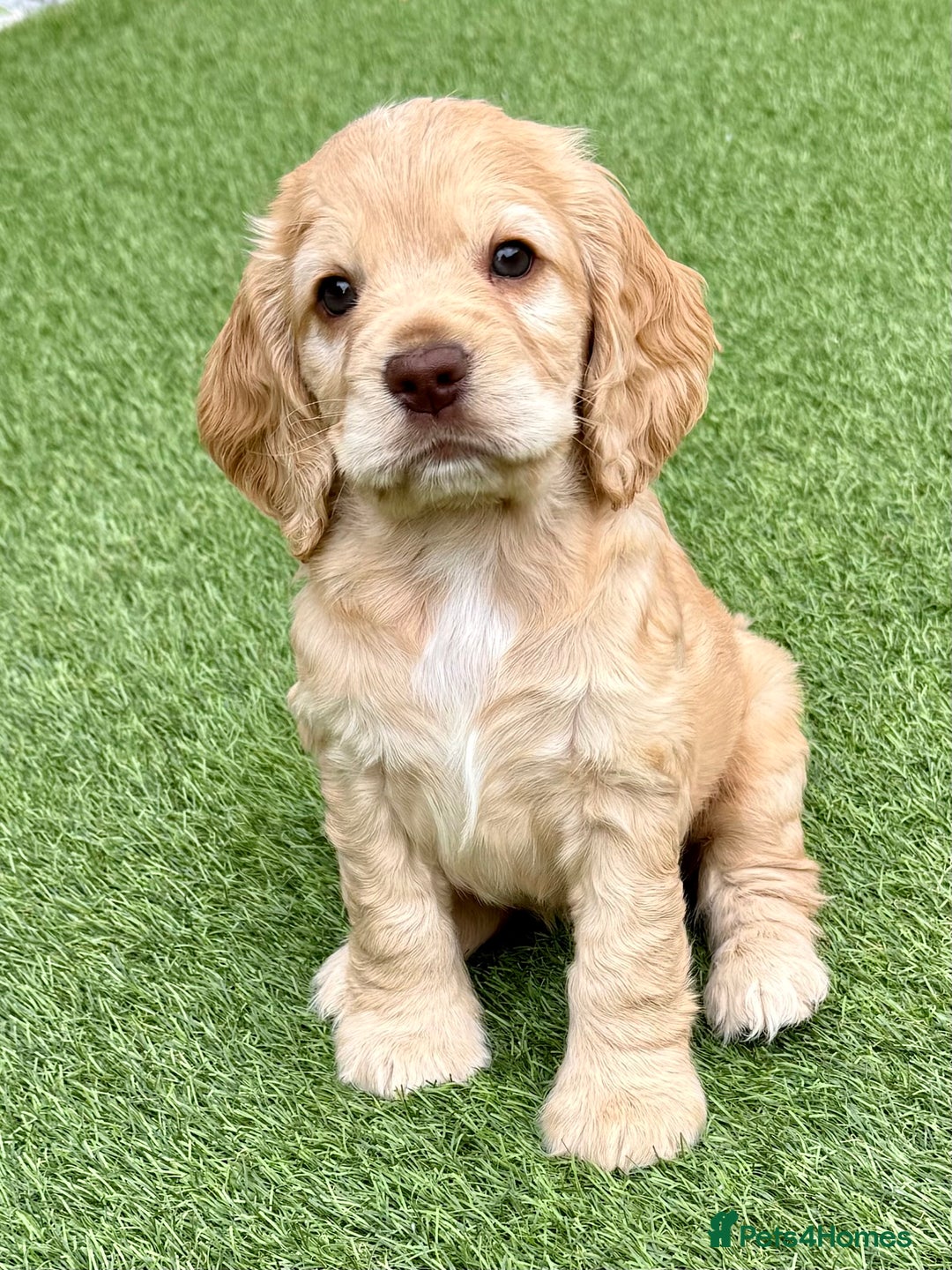 Cocker Spaniel dogs for sale: Beautiful Cocker Spaniel Pups - Image 19