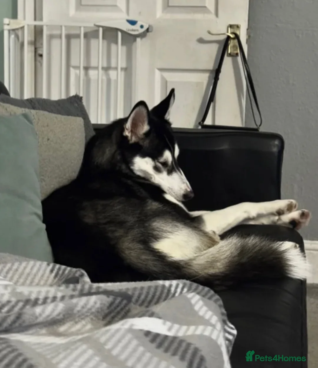 Siberian Husky dogs for sale: Siberian husky - Advert 9