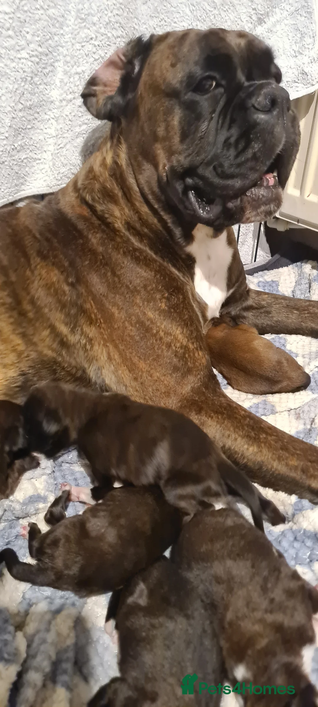 Boxer dogs for sale: Boxer Małe for Sale  - Advert 2