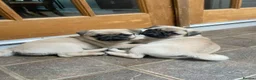 Pug dogs for sale: Pretty pug black and fawn puppies  in London - Advert 7