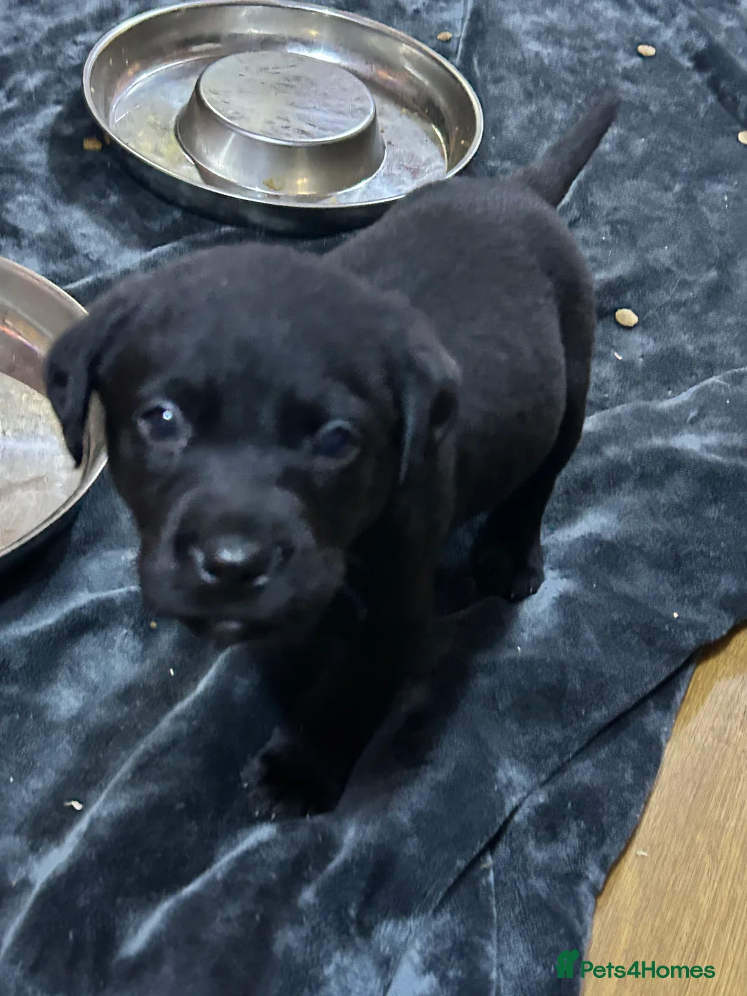 Labrador Retriever dogs for sale: KC Registered, Health Tested Labradors  - Advert 2