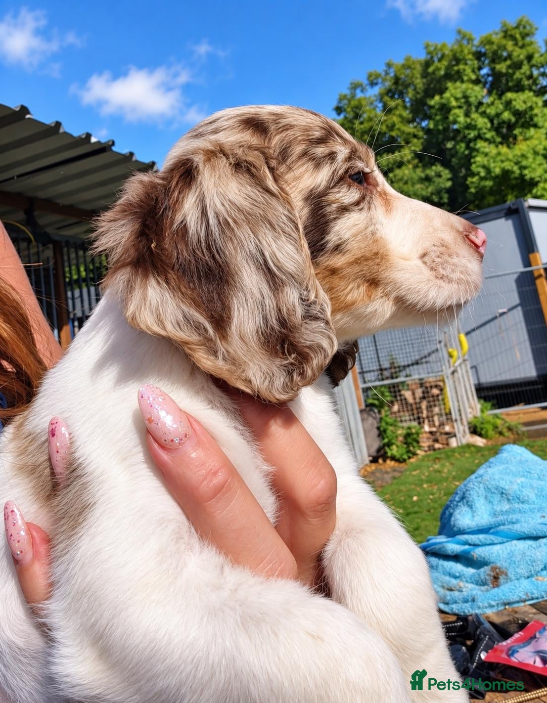 Cocker Spaniel dogs Amazing Merle Cocker Spaniel  - Advert 2