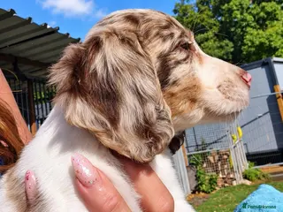 Cocker Spaniel dogs Amazing Merle Cocker Spaniel - Advert 2