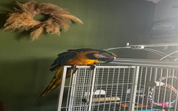 Macaws birds for sale: Male macaw parrot - Image 8