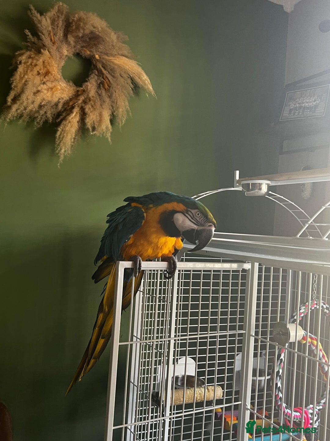 Macaws birds for sale: Male macaw parrot - Image 8