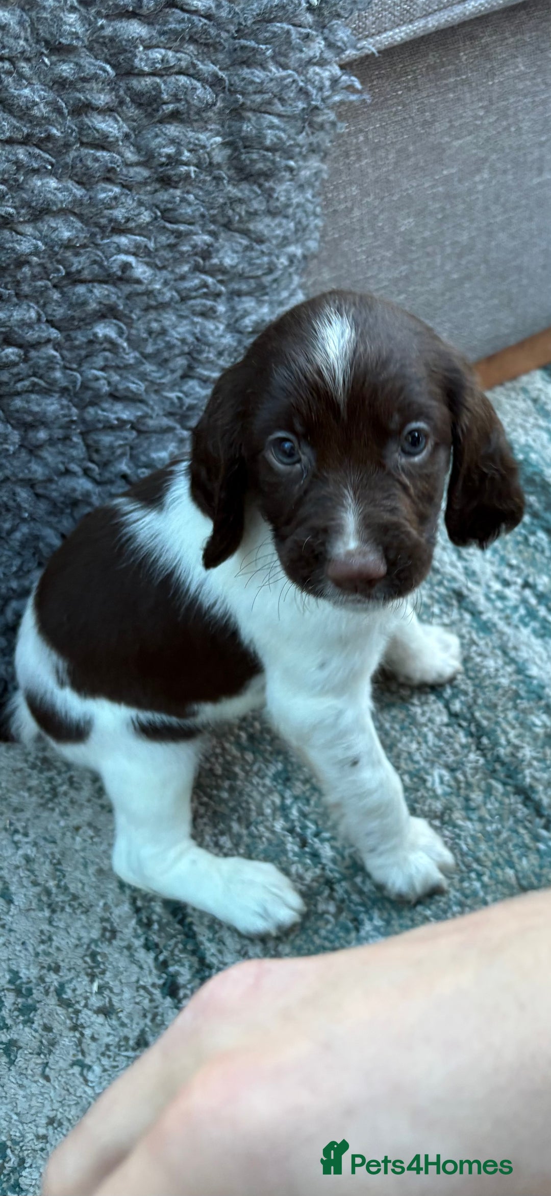 English Springer Spaniel dogs for sale: Springer Spaniel Puppies - mixed colours  - Advert 9