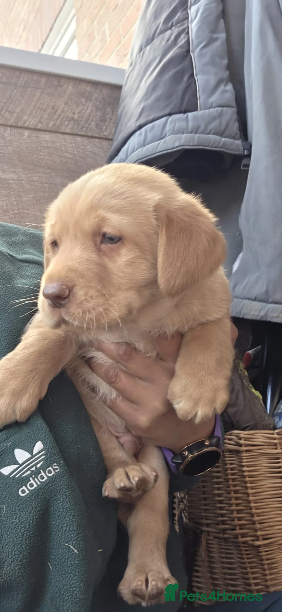 Labrador Retriever dogs for sale: 🔥 KC Registered Labrador Puppies🔥 - Advert 22