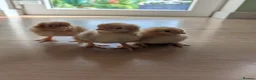 Chickens poultry for sale: Baby Chicks  in Coventry - Advert 2