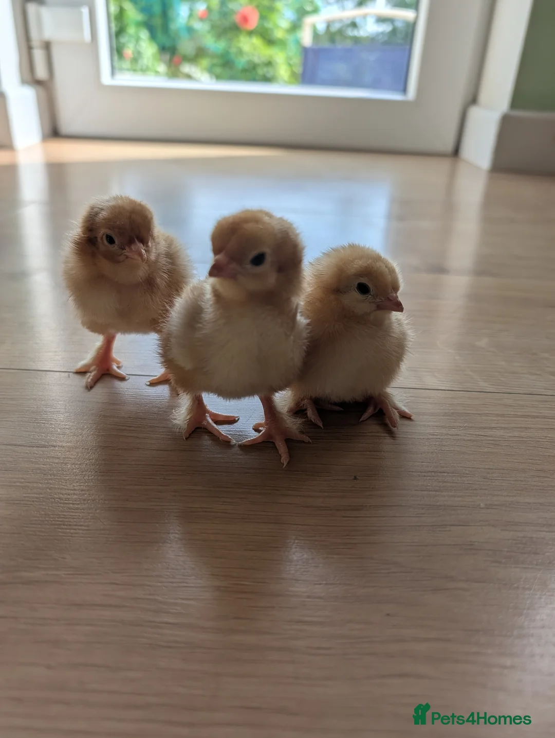 Chickens poultry for sale: Baby Chicks  in Coventry - Advert 2