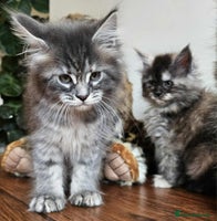Maine Coon cats - Advert 1