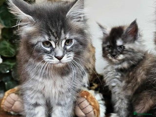 Maine Coon cats - Advert 20