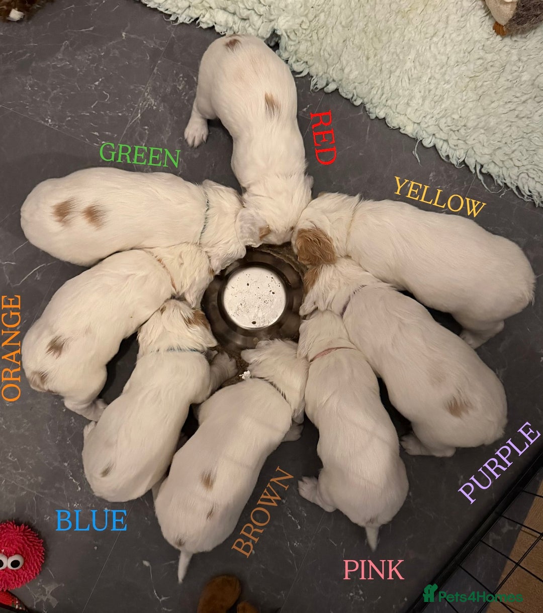 Cocker Spaniel dogs for sale: Cocker Spaniel Puppies - Advert 11