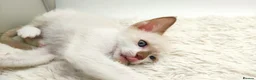 LaPerm cats for sale: Curly LaPerm kittens GCCF reg  - Advert 22
