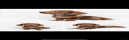 Miniature Dachshund dogs for sale: Beautiful Miniature Dachshunds  - Advert 6