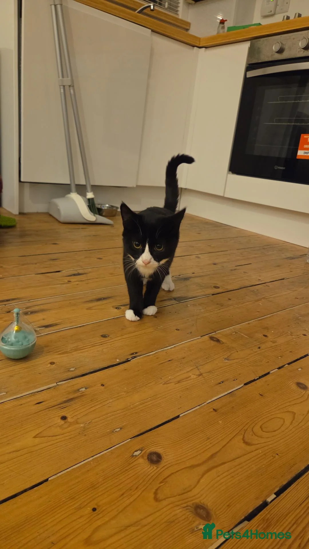 Domestic Shorthair cats for sale: Meet Dara, a Playful Little Rascal - Advert 2