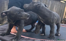 Staffordshire Bull Terrier dogs for sale: Blue staffy pups Ready for forever homes - Image 3