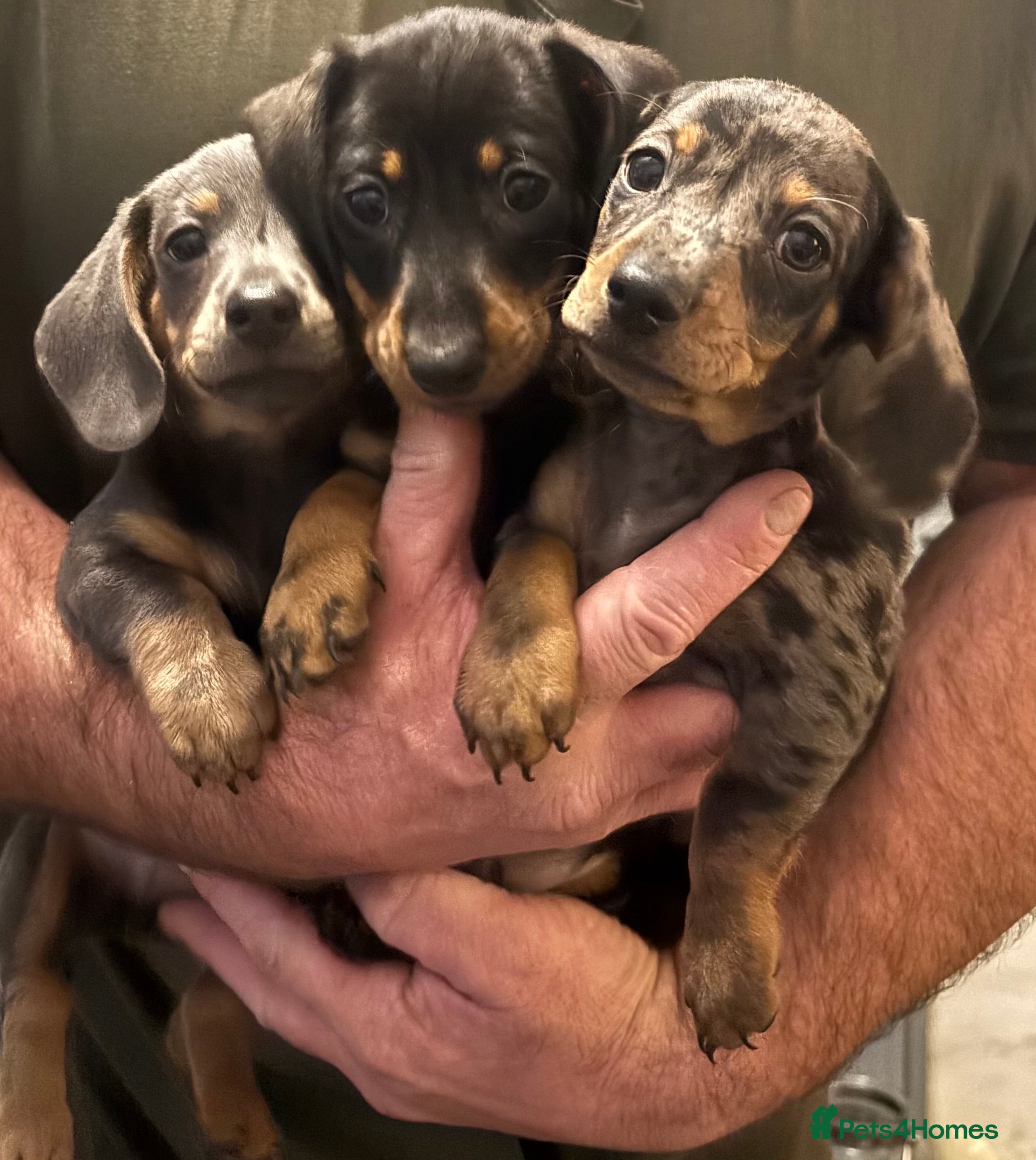 Miniature Dachshund dogs READY 26/12 Miniature Dachshund ALL AVAILABLE - Advert 16