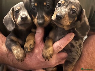 Miniature Dachshund dogs READY 26/12 Miniature Dachshund ALL AVAILABLE - Advert 16