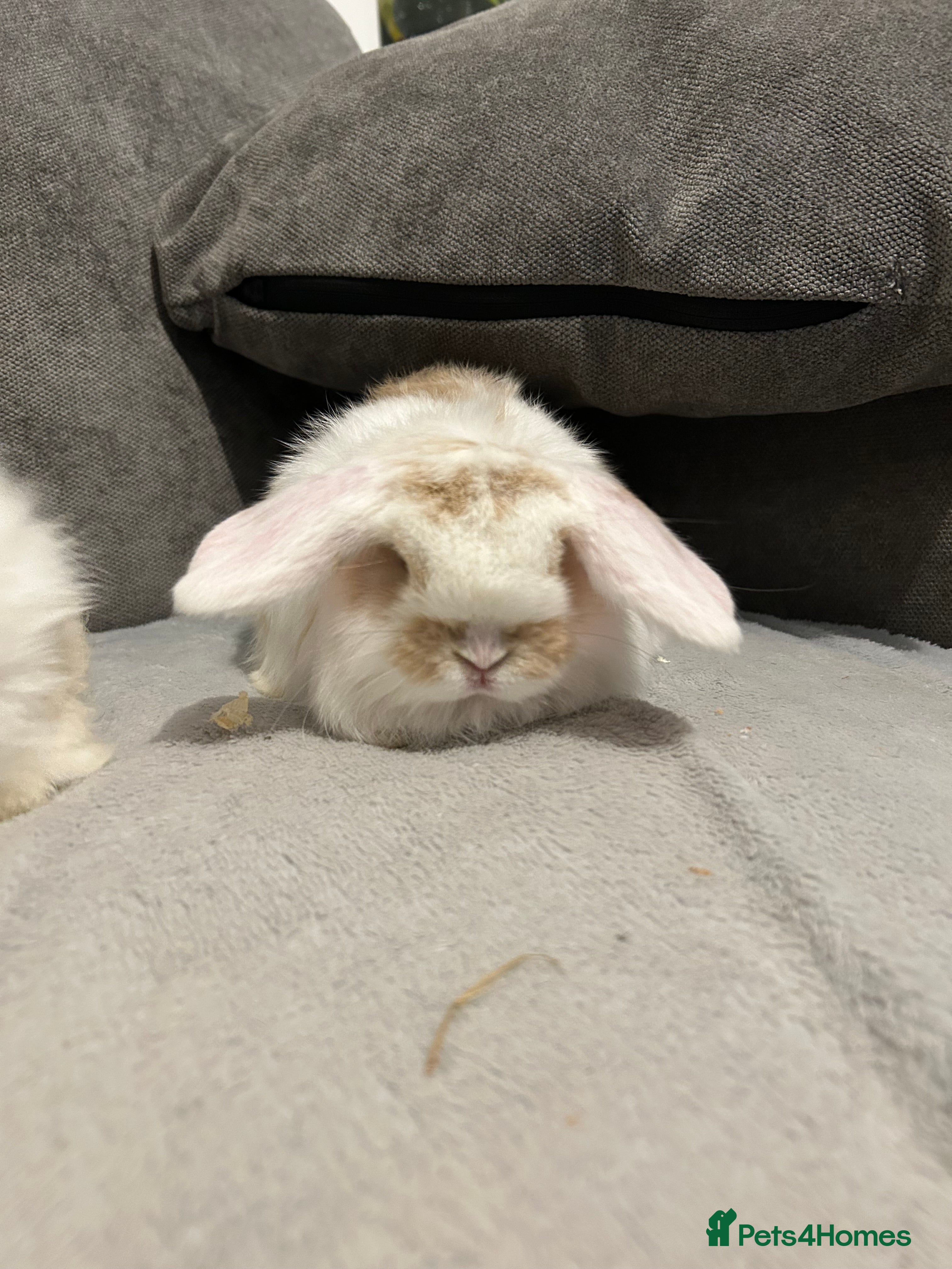 Mini Lop rabbits Beautiful baby pure bred mini lop boys for sale - Advert 11