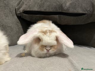 Mini Lop rabbits Beautiful baby pure bred mini lop boys for sale - Advert 12