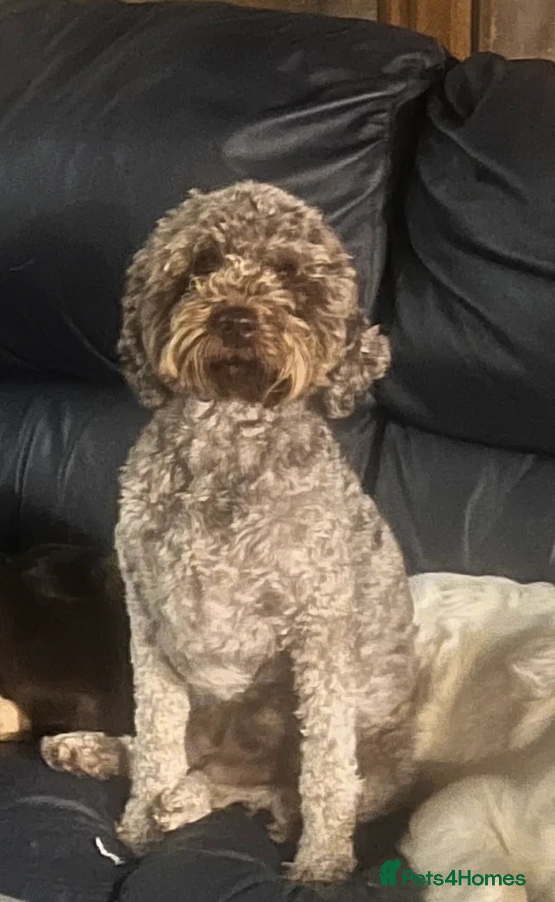 Lagotto Romagnolo dogs for sale: KC Fully Vacc Lagotto Puppies - Advert 2