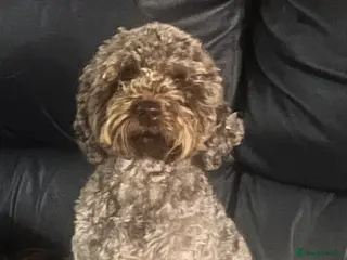 Lagotto Romagnolo dogs KC Fully Vacc Lagotto Puppies - Advert 7