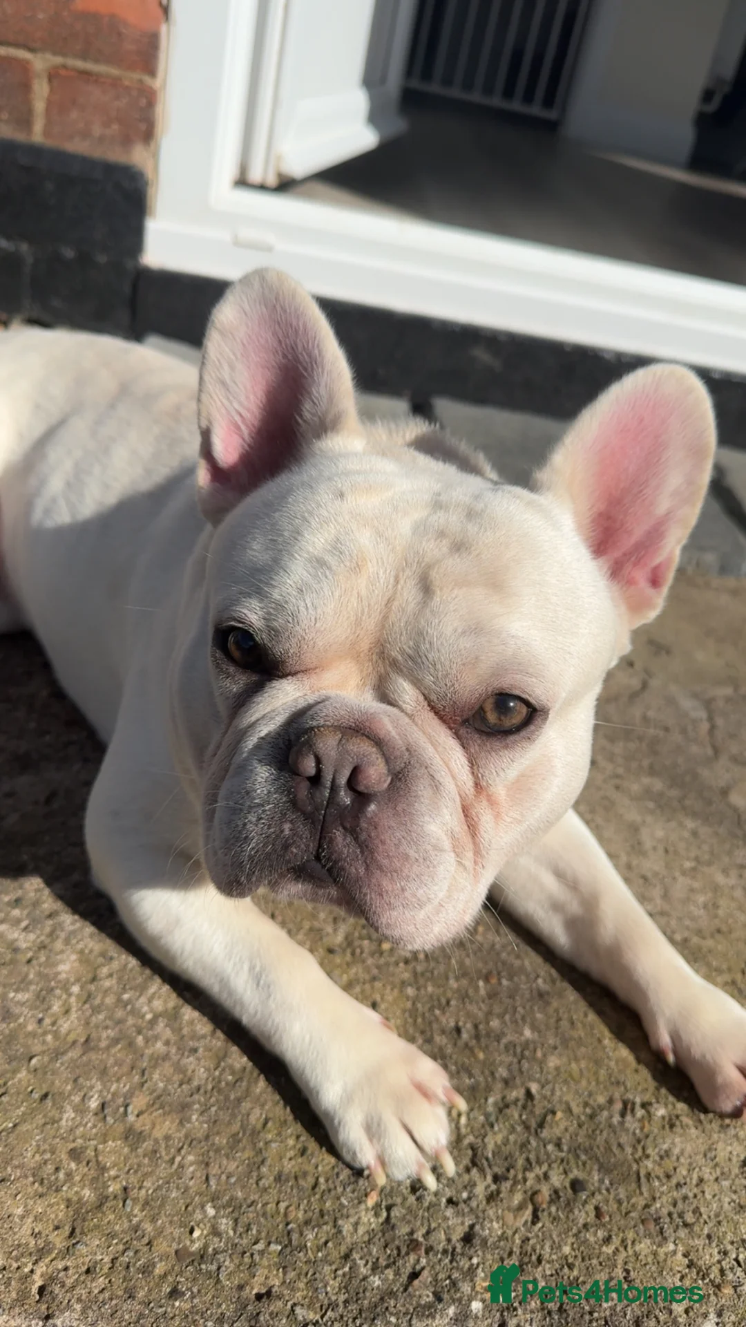 French Bulldog dogs for sale: 3 year old French bulldog needs a forever home  in Ilkeston - Advert 4
