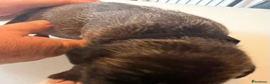 Male black collar 