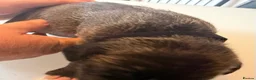 Mixed Breed dogs for sale: Puppies for sale  - Advert 17