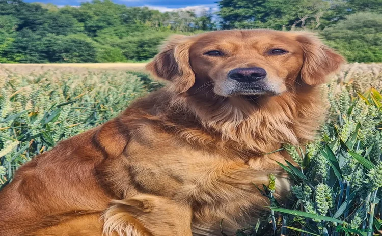 Golden Retriever dogs - Advert 3
