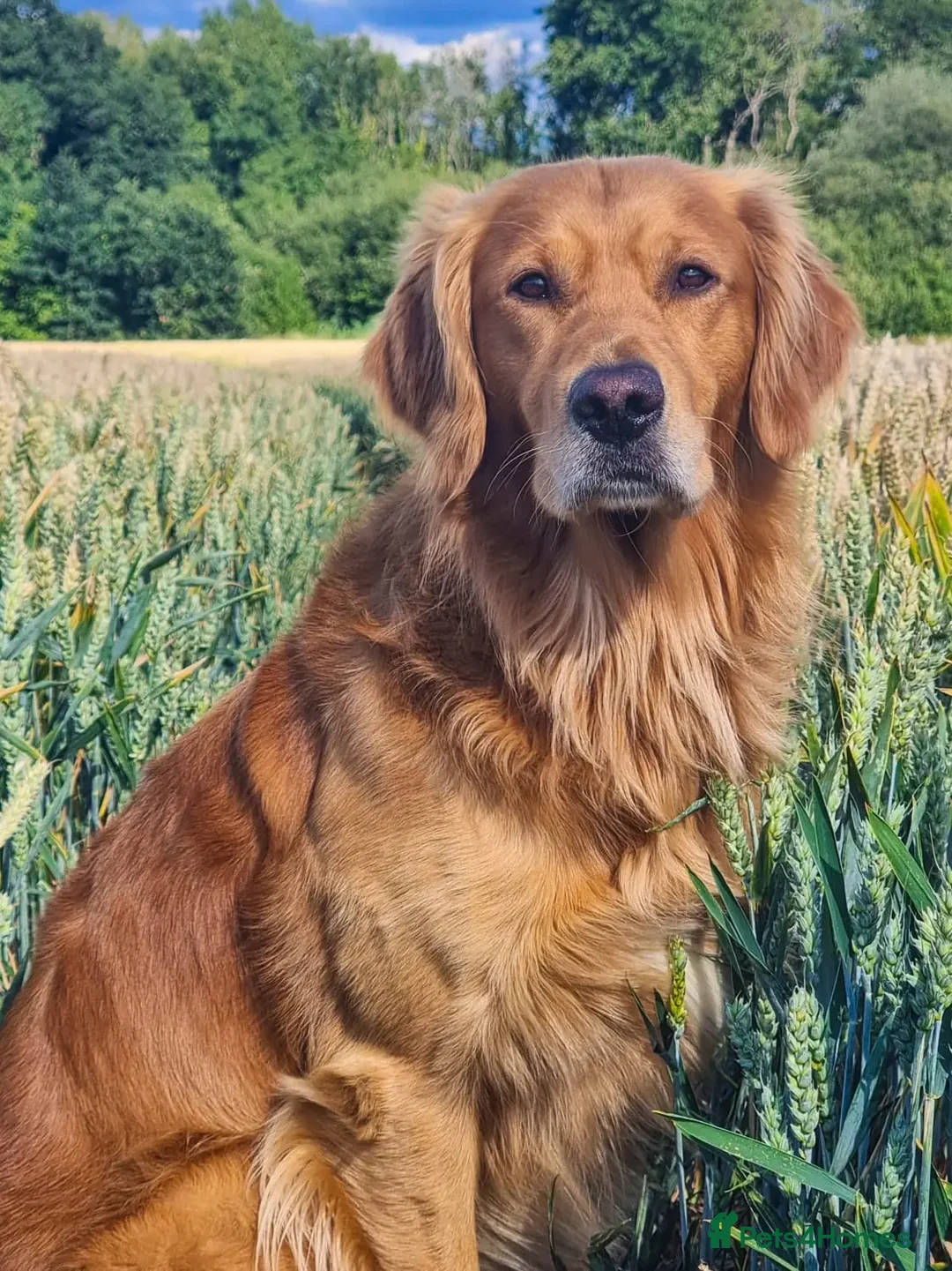 Golden Retriever dogs for stud: Gorgeous Stud Dog Angus - Image 1
