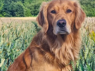 Golden Retriever dogs - Advert 11