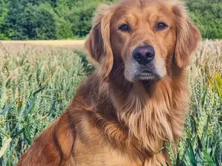 Golden Retriever dogs KC Registered Stud Dog Angus - Advert 5