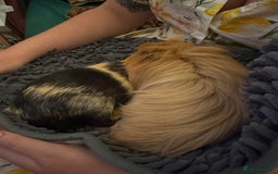 Guinea Pig rodents for sale: Two guinea pigs with extra large enclosure  - Image 3