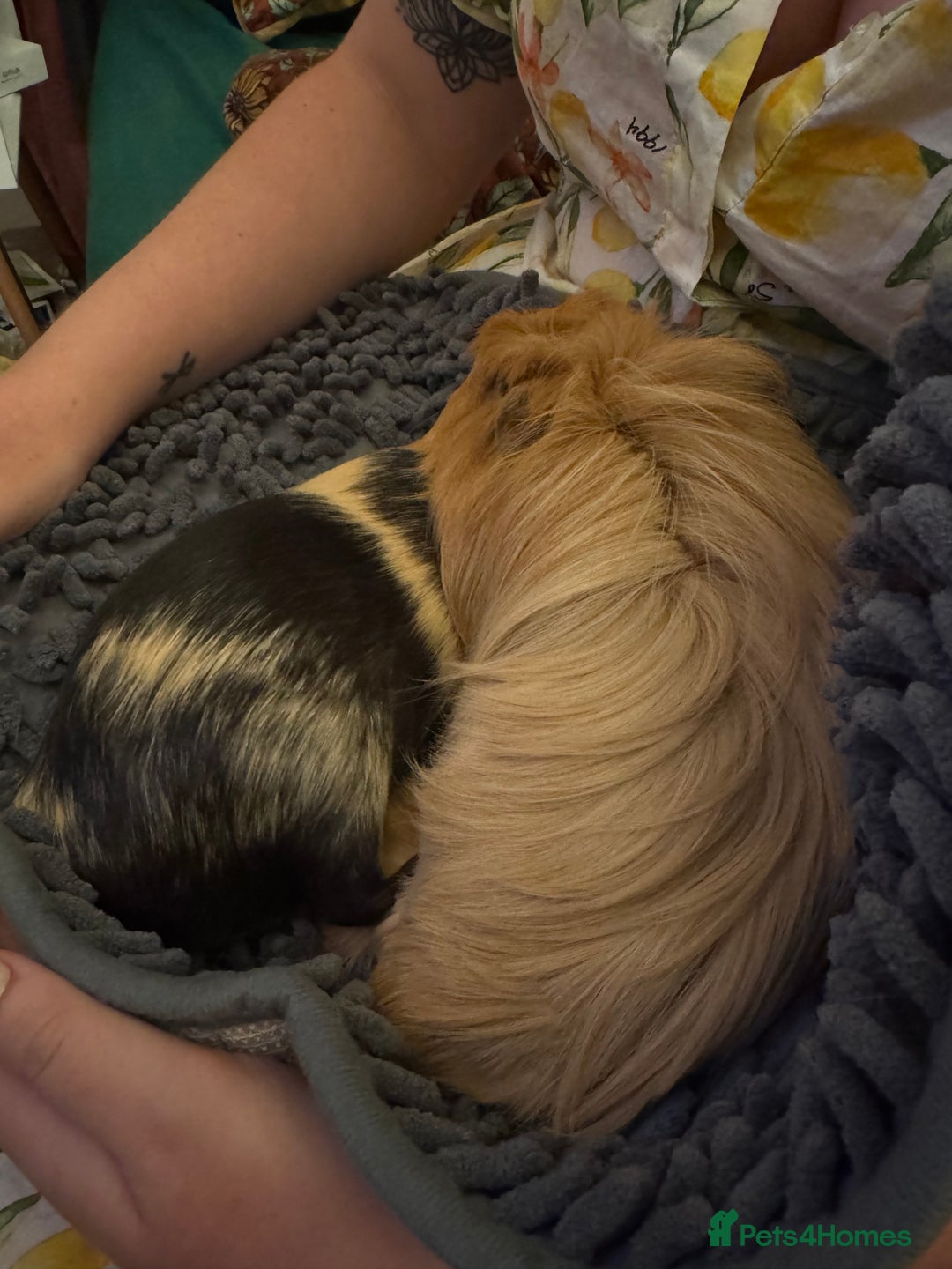 Guinea Pig rodents for sale: Two guinea pigs with extra large enclosure  - Image 3