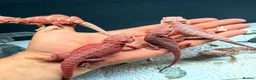 Bearded Dragon reptiles for sale: Stunning Baby Bearded Dragon is ready to go! - Advert 9